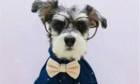 雪纳瑞犬和泰迪哪个好?各有千秋你更爱谁