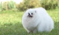 博美不爱喝水怎么办?也许是习惯,也许是身体原因