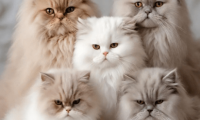 波斯猫繁殖特点:杂交后代的特征探索