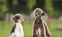 贵宾犬耳朵发炎怎么办?常见的做法是这样的