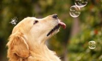 狗狗能吃李子吗?自然是可以吃一些的