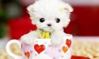 茶杯犬吃什么食物?按年龄段是这样的