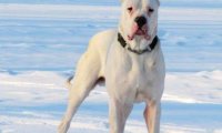 养杜高犬危险吗,看着凶不代表凶