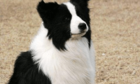 边境牧羊犬能做猎犬吗?根据这些条件就能判断