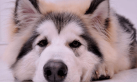 阿拉斯加犬和哈士奇的区别,你分得清吗?