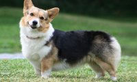 柯基犬多大成年,不光看身材