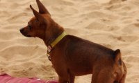如何训练小鹿犬?小鹿犬训练要点
