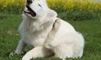 狗的皮肤病怎么治疗？六种情况的处理方式