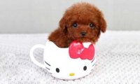 茶杯贵宾犬好养吗?需要很多的心思