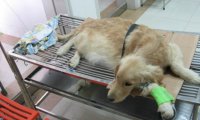狗腹水能自愈吗?这个病还真自愈不了