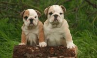 斗牛犬凶不凶?看名字你该知道