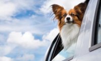 宠物狗怎么托运? 这些要点得知道