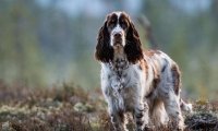 史宾格犬掉毛厉害吗?看完别被吓住了