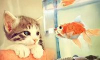猫为什么爱吃鱼？难道不是因为腥味