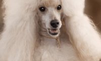 贵宾犬怎么训练握手?基础的方法其实不难