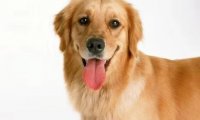 什么样的金毛犬最好?这样的挑选方式记住