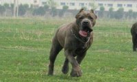 卡斯罗犬和比特犬区别?从身体性格上来对比