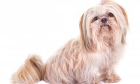 西施犬寿命?请珍惜你的爱宠