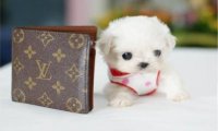 茶杯犬为什么容易死,看完这些你自然就懂了