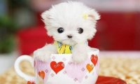 茶杯犬怎么来的,原因你想不到
