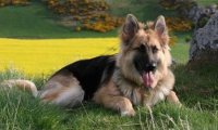 德国牧羊犬掉毛程度,取决于你的养护水平