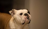 斗牛犬为什么叫斗牛犬?这些原因成就了它们