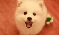 博美犬和银狐犬的区别,其实差别挺大的