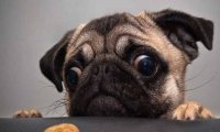 巴哥犬可以吃米饭吗,犬不是铁饭也不是钢