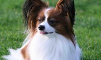 蝴蝶犬耳朵立不起来,健康问题不容忽视