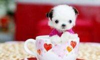 茶杯犬能活多少年？这样做或许能活久点