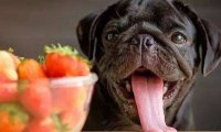 狗狗可以吃什么水果,盘点狗狗水果禁忌