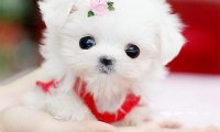 茶杯犬为什么不能养,这些原因是关键