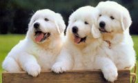 大白熊犬的最长寿命多久?正常情况是这样的