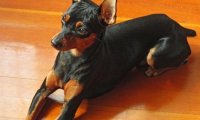 迷你杜宾犬咬人吗?一般情况下它们是这样的