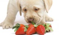 狗狗能吃水果吗？有些是可以适量吃点的