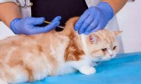 猫咪要打什么疫苗？养了猫咪一定要看