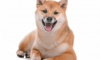 柴犬聪明吗,你感觉它的表现呢