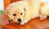 狗感冒了怎么办,这些方法试一试