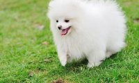 博美犬不能吃什么,这几点一定要注意