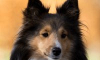 博美犬的名字取什么好听?看主人自己的想法