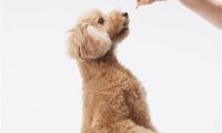贵宾犬得了细小怎么办?这几个阶段很重要