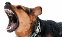 打狂犬疫苗注意事项?这些小措施你了解吗