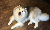 阿拉斯加犬狗粮多少钱?一顿吃多少合适