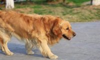 金毛犬掉毛严重怎么办？分析好原因很关键