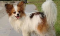 蝴蝶犬好不好养?其实重点在主人