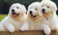 狗狗怎么托运?注意下这些方面
