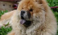 怎么辨别纯种松狮?资深铲屎官教你几点