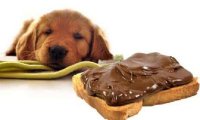 狗为什么不能吃巧克力,铲屎官必知。