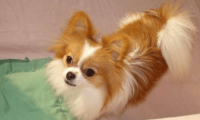 蝴蝶犬的喂养,这些功课一定要做足