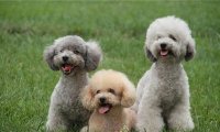 贵宾犬怎么喂养,全面正确的喂养方法